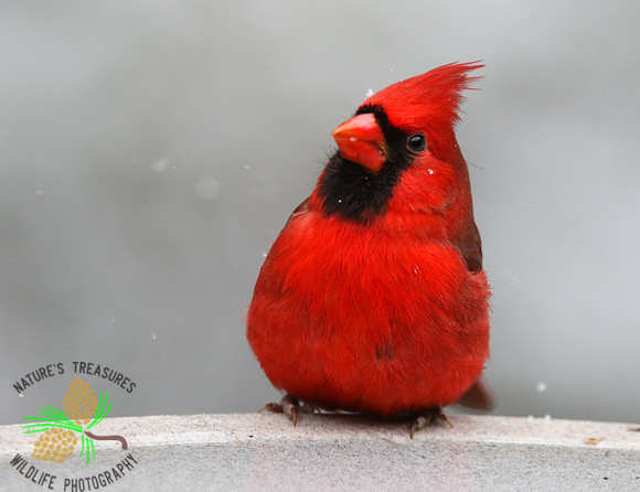 Cardinal on birdbath