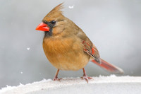 Cardinal (female) on birdbath