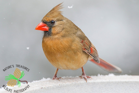 Cardinal (female) on birdbath