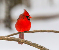 Cardinal on limb