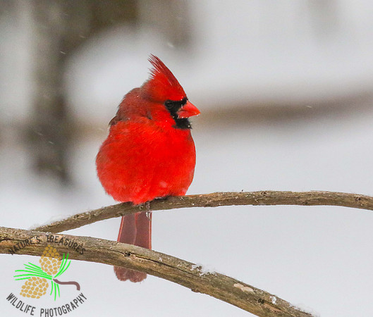 Cardinal on limb
