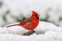 Cardinal on rock