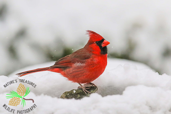 Cardinal on rock