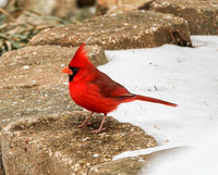Cardinal on wall