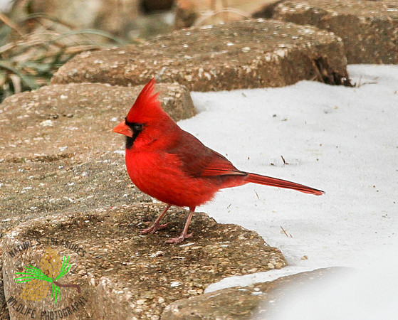 Cardinal on wall