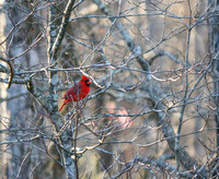 Cardinal in tree
