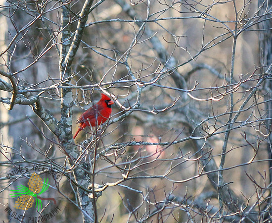 Cardinal in tree