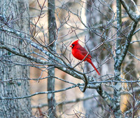 Cardinal in tree #2