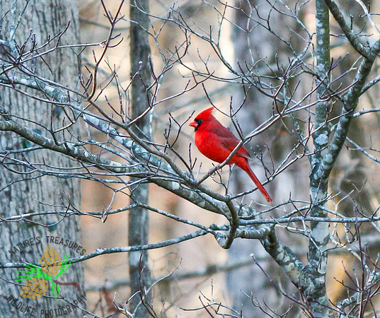 Cardinal in tree #2