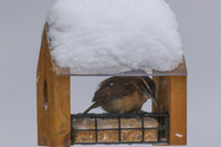 Carolina Wren