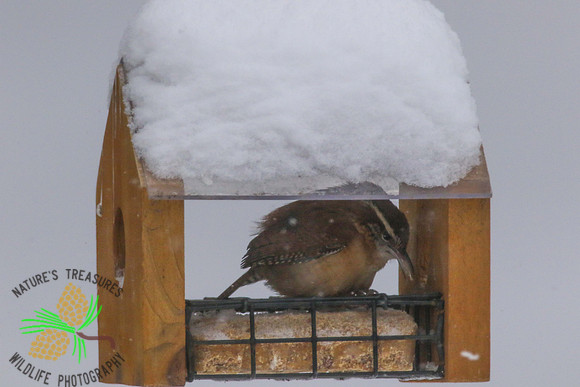 Carolina Wren