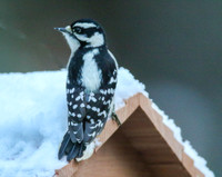Downy on roof