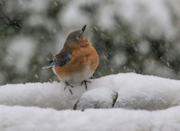 Bluebird on birdbath
