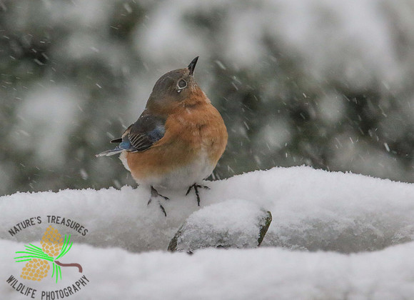 Bluebird on birdbath